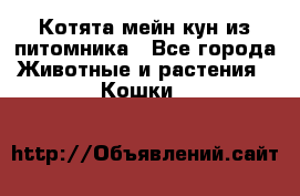 Котята мейн-кун из питомника - Все города Животные и растения » Кошки   